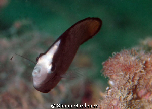 juvenile Black spotted butterfly-fish shot with Nikon D70... by Simon Gardener 